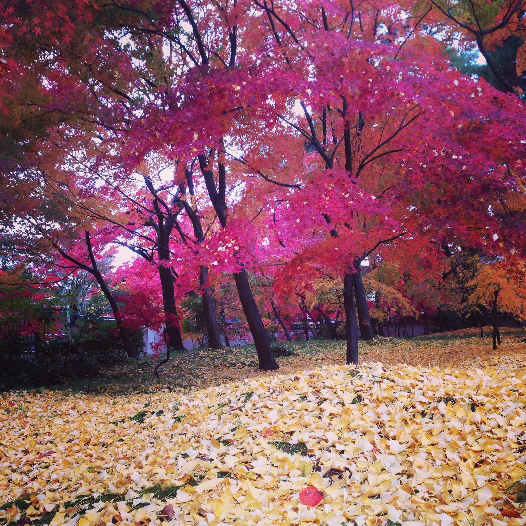 人生初バスツアー!人生初紅葉!in京都