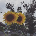 アフェクトお盆休みをいただいております＼(^o^)／