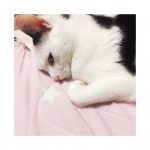 猫blog2🐱