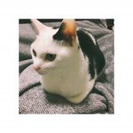 猫blog3