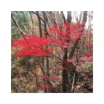 秋といえば紅葉♡