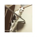 猫blog5