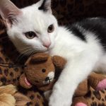 猫blog8