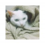 猫blog9