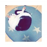 猫blog12