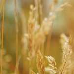 新年の挨拶とご報告