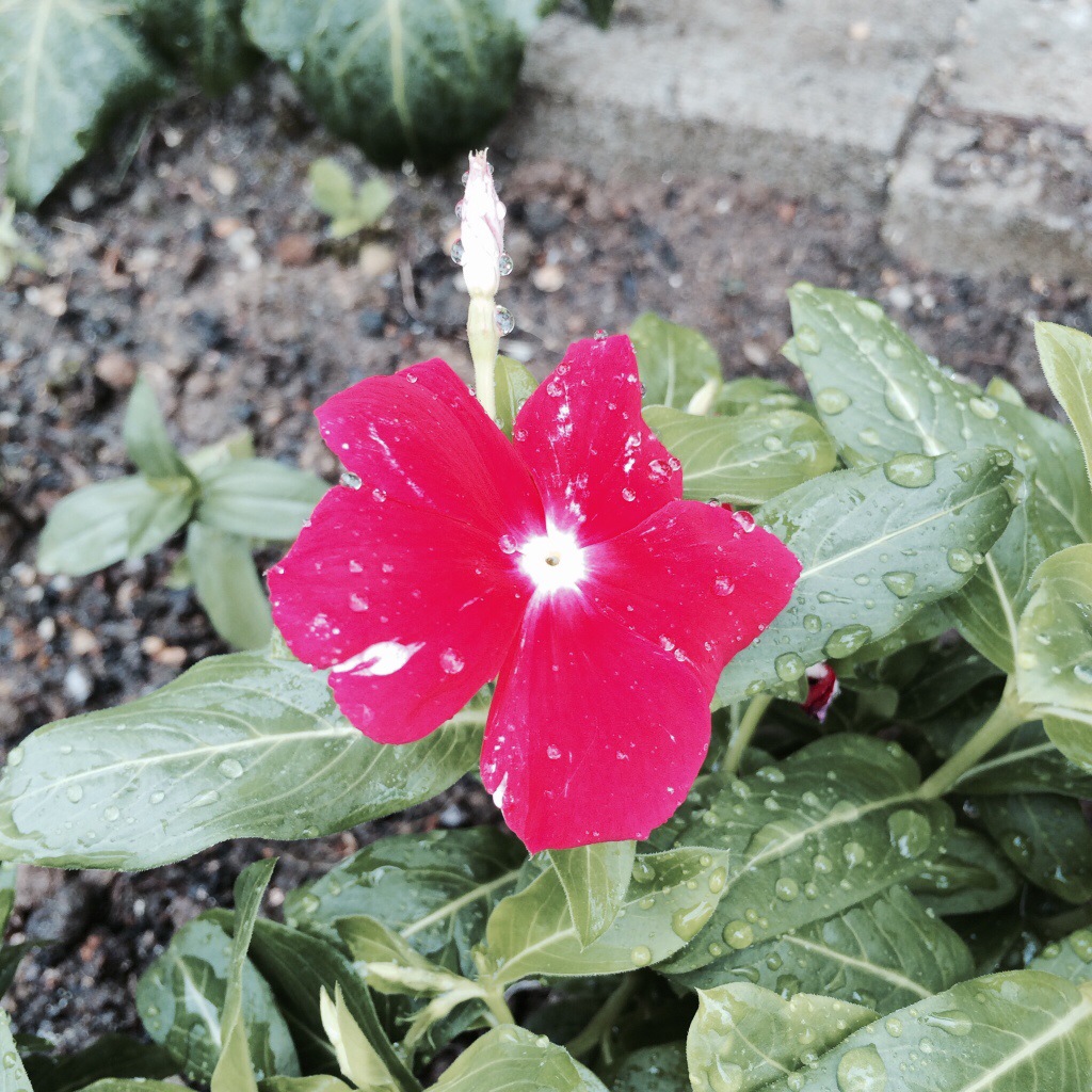 アダチガーデン増花！