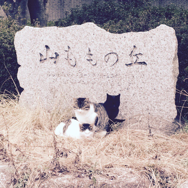 夏までにダイエット再開！！健康的にやせるぞーーー！！！（本気（笑））