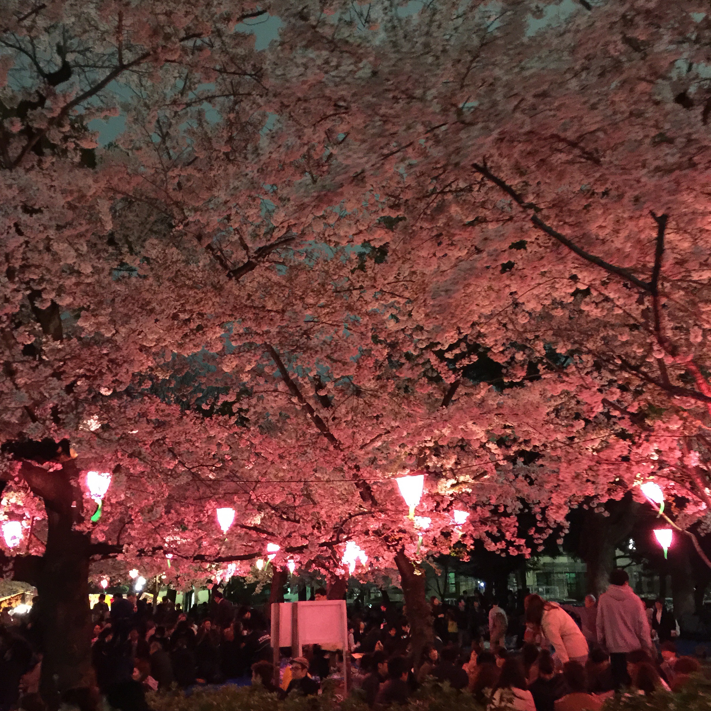 鶴舞公園2015年お花見！！桜は満開、屋台も人も賑わってました☆