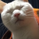 猫好き必見！！ 我が家のアイドルをご紹介♪