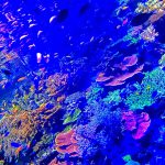 さかな、さかな、さかな〜☆