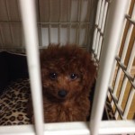 なななんと‼︎ 我が家に新しい家族が増えました（≧∇≦）