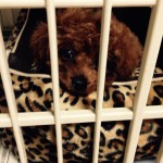 愛犬の成長ぶりにびっくり‼︎