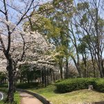 桜ロードを見て春を満喫して来ました☆