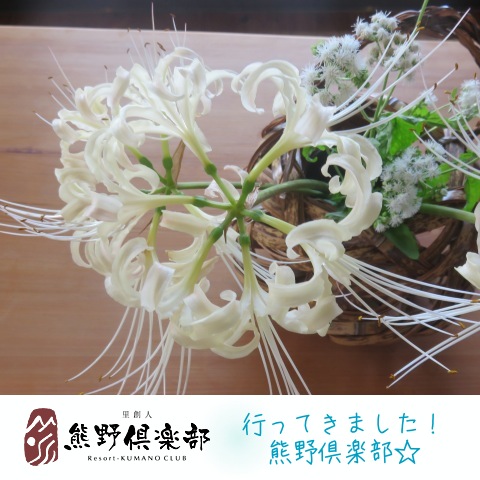 彼岸花_熊野倶楽部