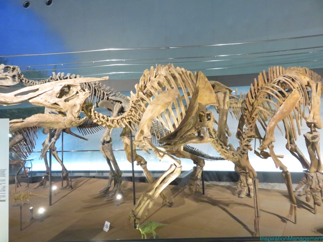IMG_3225福井県立恐竜博物館_junnnosuke_manager
