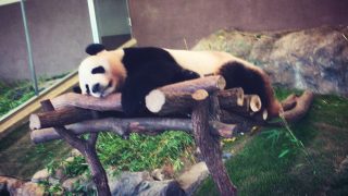 夏休み二日目はアドベンチャーワールドへ☆