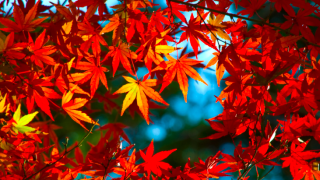 １１月のお休みのお知らせです