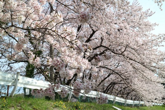 くわも,桑本,affect,アフェクト,名古屋,美容師,新瑞橋くわも,桑本,affect,アフェクト,名古屋,美容師,新瑞橋