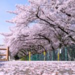 「瑞穂のさくら写真展」入賞！？＆作品載せましたので見て下さい♪